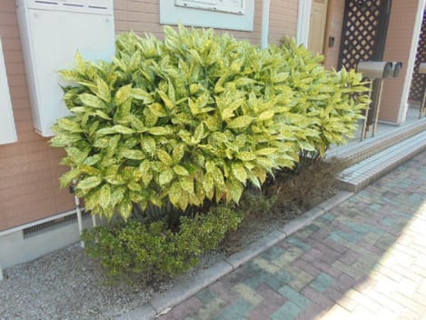 Naikan11 20260819000000