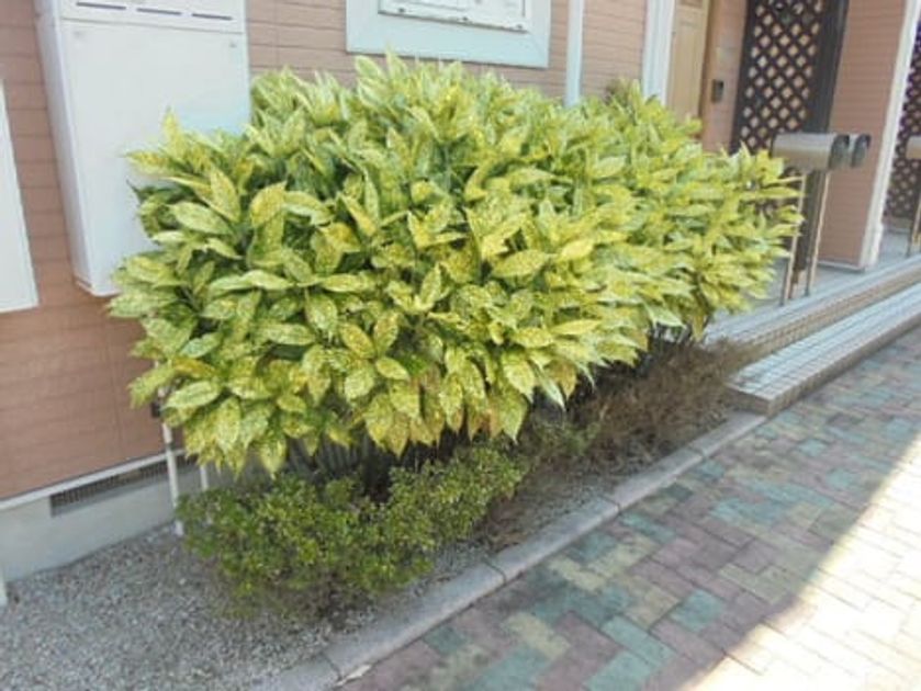 Naikan11 20260819000000 945x630