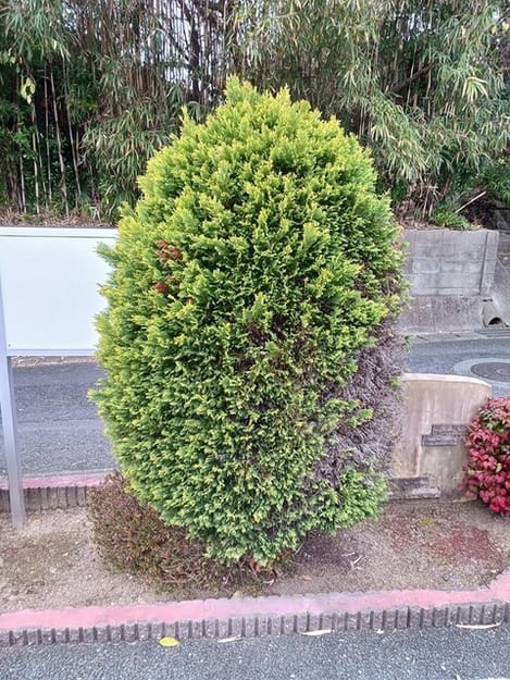 Naikan10 20260120000000